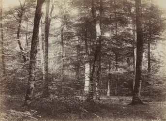 Zonder titel (Het bos van Fontainebleau)