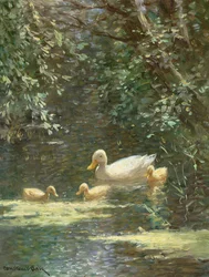 Moedereend met Eendjes in het Water