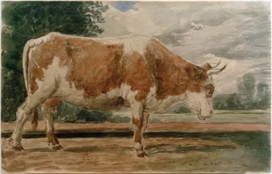 Koe in zijaanzicht