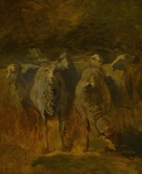 Onafgemaakte studie van schapen