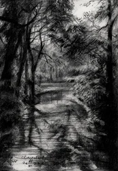 Schaduwrijke bosbeek
