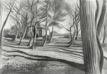 Schaduwen in het winterbos