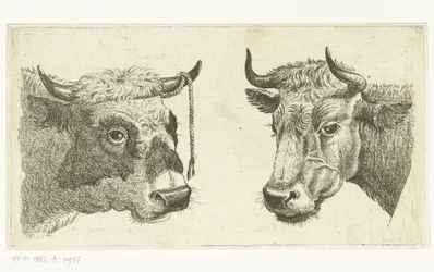 Kop van stier met touw aan horen en kop van koe