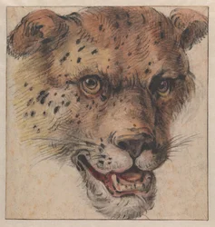 De kop van een luipaard
