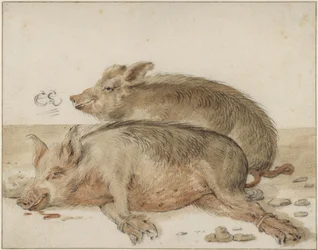 Twee varkens