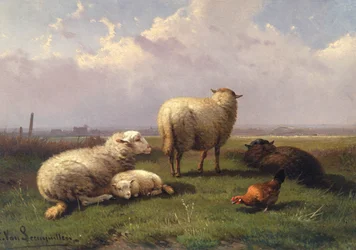 Schapen die sluimeren in een weiland