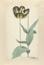De tulp Bizard Catafalque