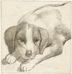 Liggende hond