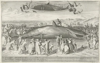 Potvis gestrand bij Egmond aan Zee, 1764