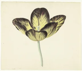 Tulp genaamd Bizard Egiptienne