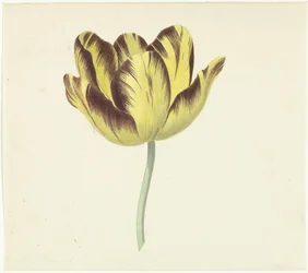 Tulp genaamd Bizard Le Febure No. 1