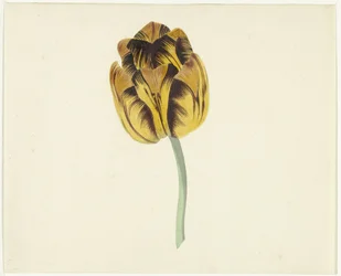 Tulp genaamd Bizard Leodie