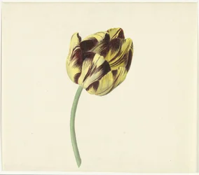 Tulp genaamd Bizard Pontifex Romanus
