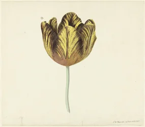 Tulp genaamd Bizard Sub. A