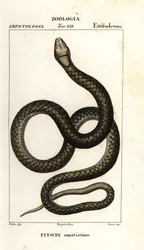 Amethistpython, Simalia amethistina