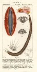 Borstels of zeemuizen