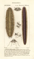 Borstels of zeemuizen