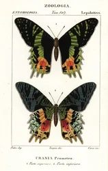 Oost-Afrikaanse zonsondergangmot, Chrysiridia croesus