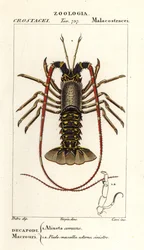 Europese langoest, Palinurus elephas