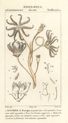 Uitgestorven crinoïde Encrinus, Encrino d
