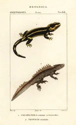 Vuursalamander, Salamandra salamandra 1, en grote watersalamander, Triturus cristatus (kritiek bedreigd) 2