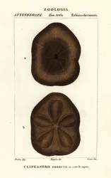 Platte zeebiscuit, Clypeaster rosaceus