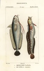 Baardvis, Phycis phycis 1 en vijfbaardvis, Ciliata mustela