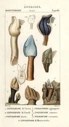 Eendenmosselen