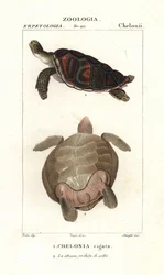Groene zeeschildpad, Chelonia mydas Bedreigd