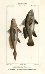 Langstaarttrommelaar, Lonchurus lanceolatus 1, en ombervis, trommelaar, steenbaars, schaduwvis, Argyrosomus regius 2
