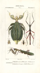 Bidsprinkhaan, bladinsect, wandelende tak, enz.