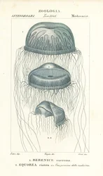Naakte-oog medusakwallen, Berenix euchroma 1 en kristalkwal, Aequorea cyanea 2