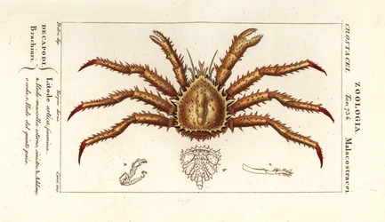 Noorse koningskrab, Lithodes maja