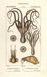 Octopus en inktvissoorten