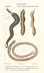 Pindawormen, Sipunculus nudus 1, Siphonosoma cumanense 4, enz.