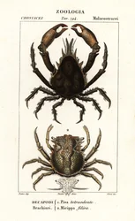 Pisa tetraodon en Micippa philyra