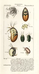 Soorten ostracoden