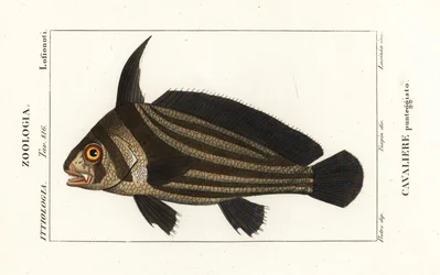 Gestippelde drum, Equetus punctatus Eques punctatus, Cavaliere punteggiato