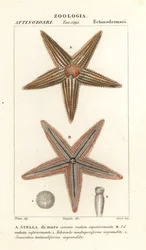 Zeester of zeester, Asterias rubens