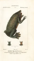 Surinaamse pad, Pipa pipa