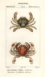 Zwemkrab en maan krab