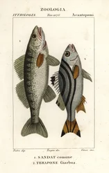 Snoekbaars, Sander lucioperca, en jarbua terapon, Terapon jarbua