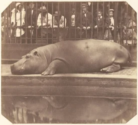 Het nijlpaard in de dierentuin, Regent