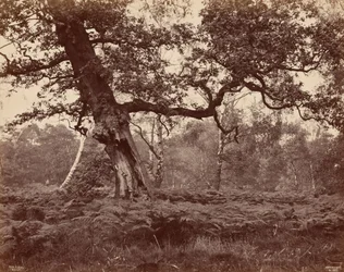 Boomstudie,c. 1870 (foto)