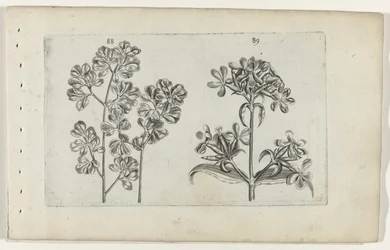 Muurvaren en zeepkruid (Cognoscite lilia)