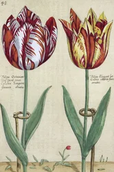 Tulipa Octaviani del pont, en Tulipa Elegant, uit 
