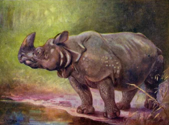 In de dierentuin: Neushoorn