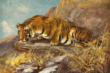 Wachtend op zijn volgende maaltijd