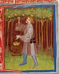 Vruchten plukken, uit Opus Ruralium Commodorum door Pietro Crescenzi (1230-1321)
