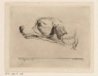 Kop van een hond